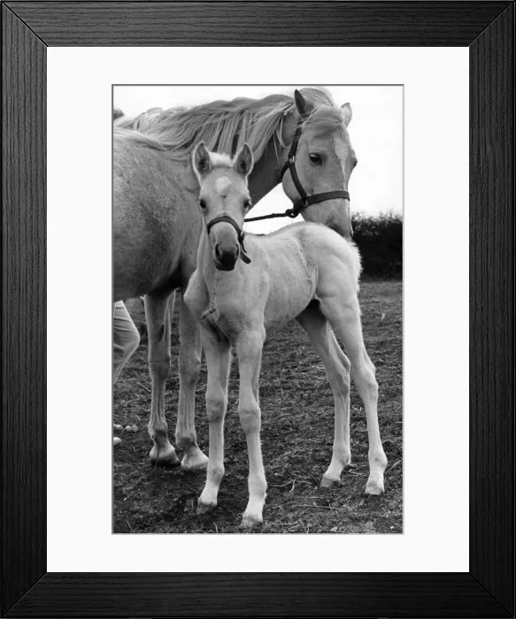Framed Print : A horse with her foal