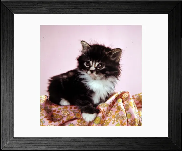 Framed Print : A kitten on top of a patterned sheet circa 1960 Framed Print : A kitten on top of a patterned sheet circa 1960