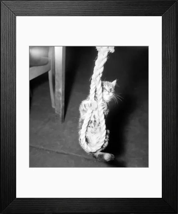 Framed Print : Bonzo the balancing cat practises his routine on the rope Framed Print : Bonzo the balancing cat practises his routine on the rope