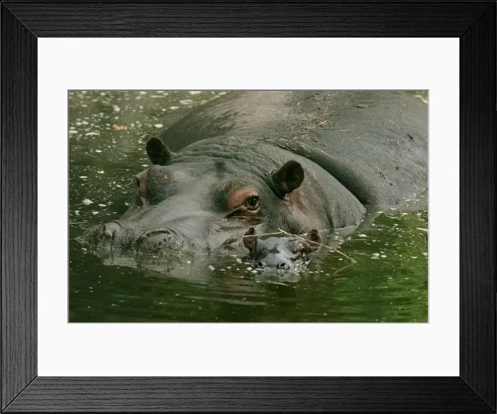 Framed Print : Gertie (left) and her new-born baby Hippo at the west Midlands safari park