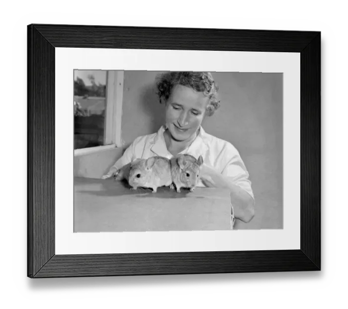 Framed Print : Mrs Daisy Bickerstaff taking care of the animals at the BK Chinchilla Ranch in Rednal Framed Print : Mrs Daisy Bickerstaff taking care of the animals at the BK Chinchilla Ranch in Rednal