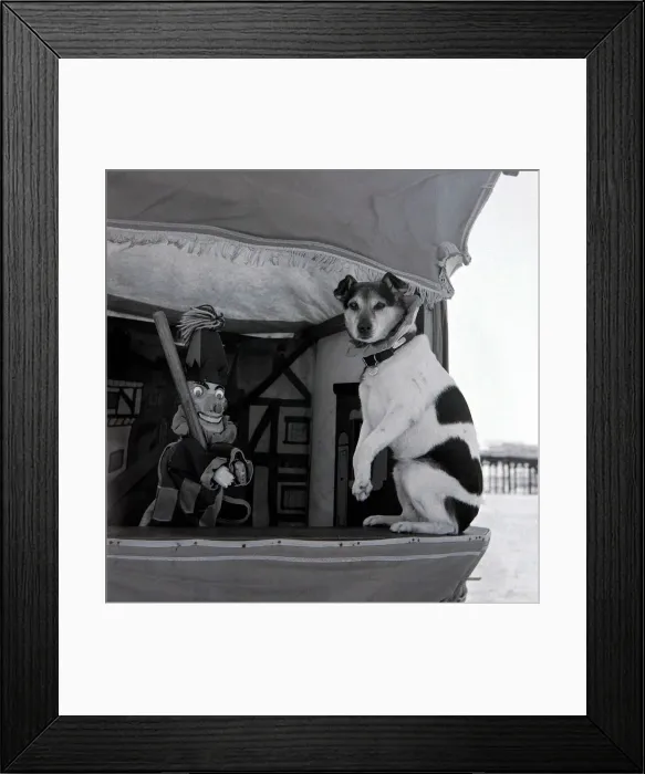 Framed Print : Prince the dog who plays the part of Toby in Joe Grennes Puch and Judy show Framed Print : Prince the dog who plays the part of Toby in Joe Grennes Puch and Judy show