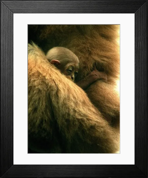 Framed Print : Three week old baby Gibbon called Lar seen here at Drayton Manor Zoo Framed Print : Three week old baby Gibbon called Lar seen here at Drayton Manor Zoo