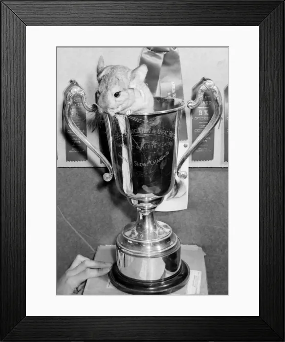 Framed Print : This cheeky chappy is the countrys champion chinchilla - and he hasn Framed Print : This cheeky chappy is the countrys champion chinchilla - and he hasn