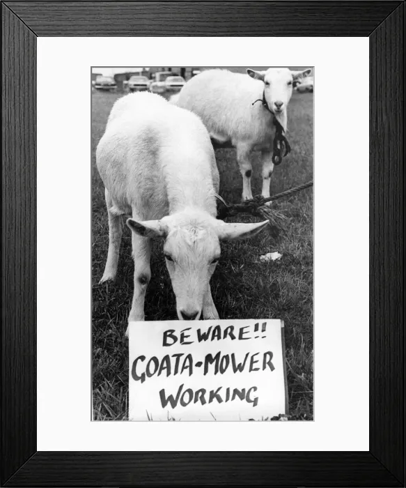 Framed Print : These goats were used to cut the grass on an industrial estate on Tyneside Framed Print : These goats were used to cut the grass on an industrial estate on Tyneside
