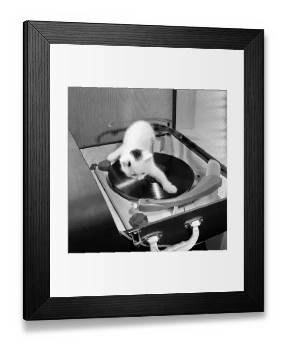 Framed Print : Snowy the five week old kitten belonging to Mr and Mrs A Markey of Manchester trys his