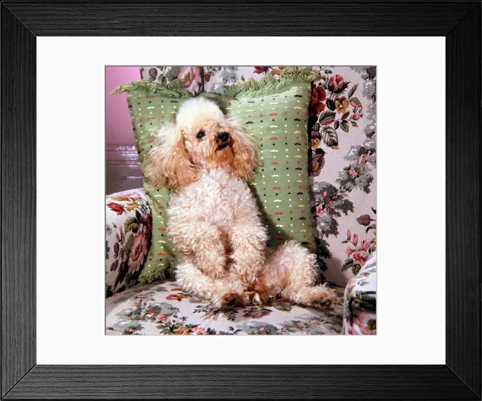 Framed Print : A poodle sat on a floral seat circa 1960 Framed Print : A poodle sat on a floral seat circa 1960