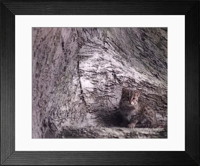 Framed Print : One of the new fishing cat kittens who will soon be viewable by the public at Drayton Framed Print : One of the new fishing cat kittens who will soon be viewable by the public at Drayton