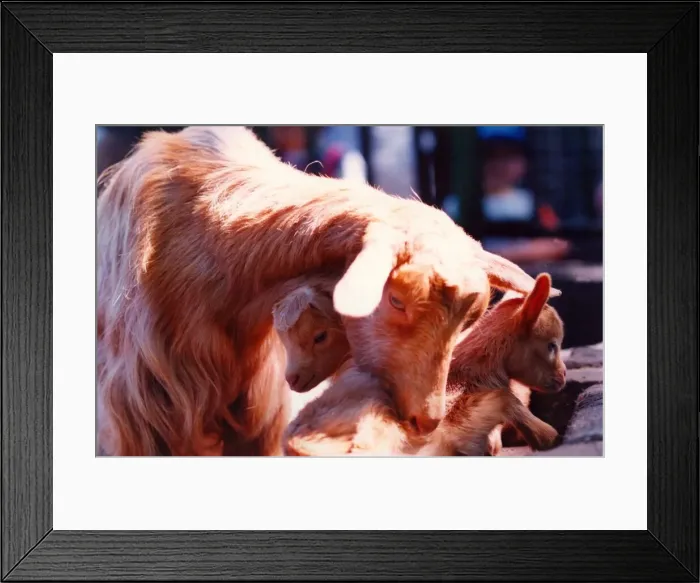 Framed Print : Gold Guernsey goat kids with their mum at Saltwell Park, Gateshead