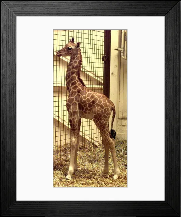 Framed Print : New baby giraffe Kitale born at Dudley Zoo Framed Print : New baby giraffe Kitale born at Dudley Zoo
