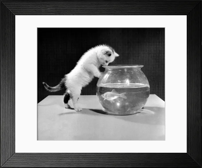 Framed Print : Snowy the five week old kitten belonging to Mr and Mrs A MArkey of Manchester has a nosey Framed Print : Snowy the five week old kitten belonging to Mr and Mrs A MArkey of Manchester has a nosey