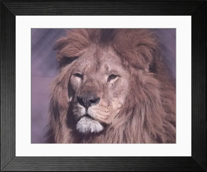 Framed Print : Spring at Drayton Manor Zoo is a Lion Framed Print : Spring at Drayton Manor Zoo is a Lion