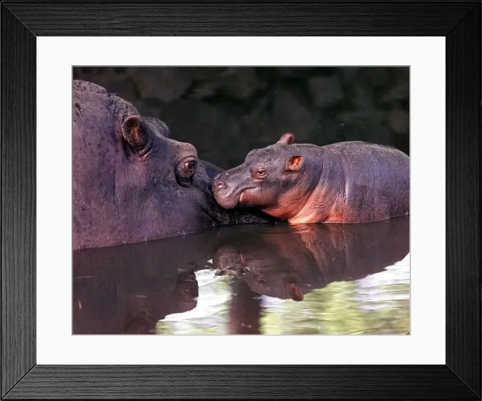 Framed Print : Bliss'the newborn hippo with her mum Barbell at the West Midland Safari Park Framed Print : Bliss'the newborn hippo with her mum Barbell at the West Midland Safari Park