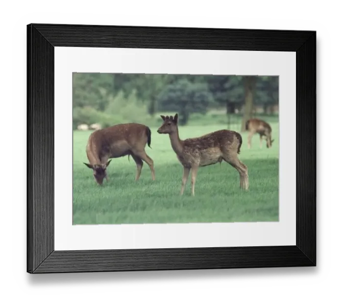 : Deer grazing at Charlecote Park, Warwickshire : Deer grazing at Charlecote Park, Warwickshire