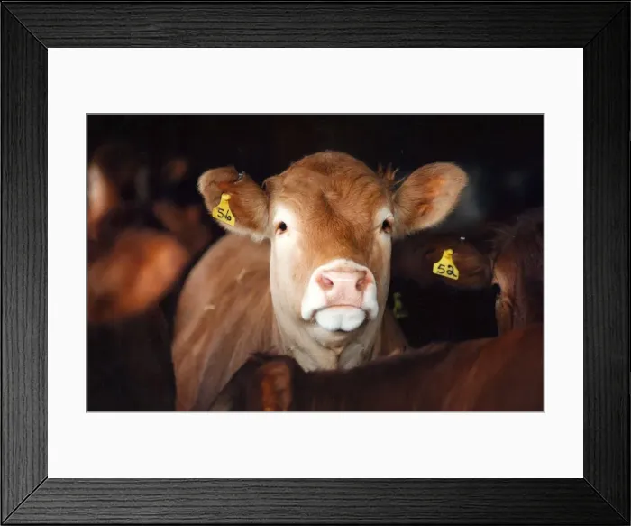 Framed Print : A stock picture of a young bullock Framed Print : A stock picture of a young bullock
