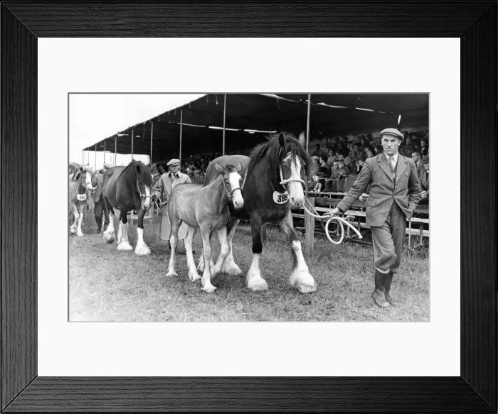 Framed Print : The Grand Parade of horse at the Durham County Show Framed Print : The Grand Parade of horse at the Durham County Show