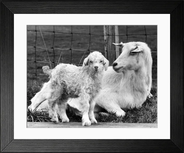 Framed Print : A nanny goat with her kid
