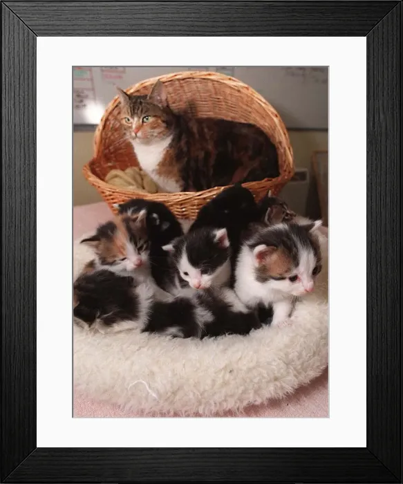 Framed Print : Cat and kittens at the Cats Protection League Framed Print : Cat and kittens at the Cats Protection League