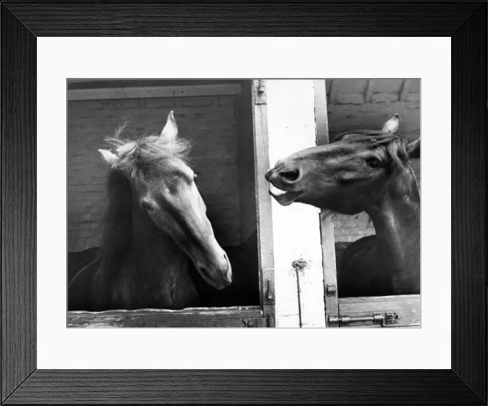 Framed Print : Brewery horses Duke and Adam share a joke Framed Print : Brewery horses Duke and Adam share a joke