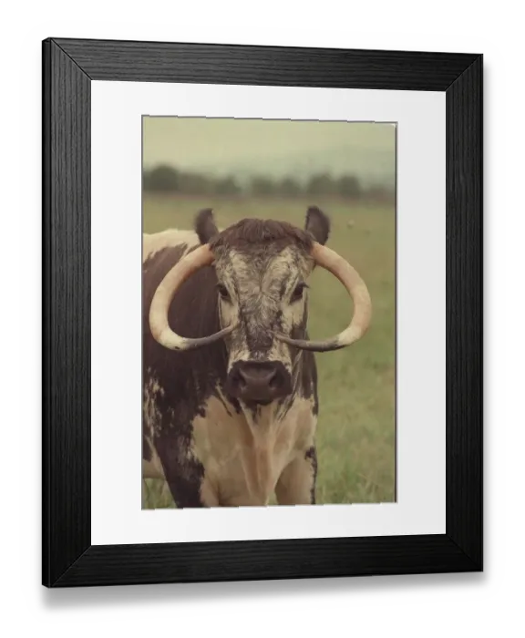 Framed Print : Newbrook Open Prison Farm is a Longhorn Cow called Fidelity