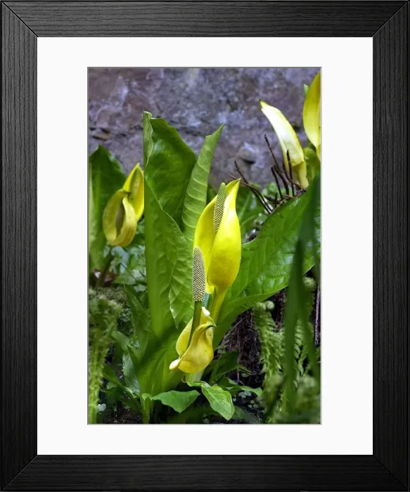 Framed Print : Belsay Hall Castle and gardens. Skunk cabbage Framed Print : Belsay Hall Castle and gardens. Skunk cabbage