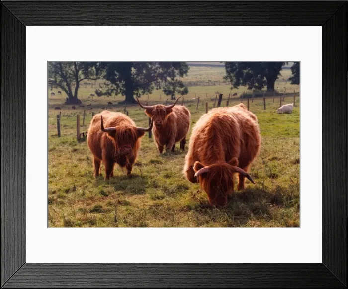 Framed Print : Highland cattle at Marlish Farm