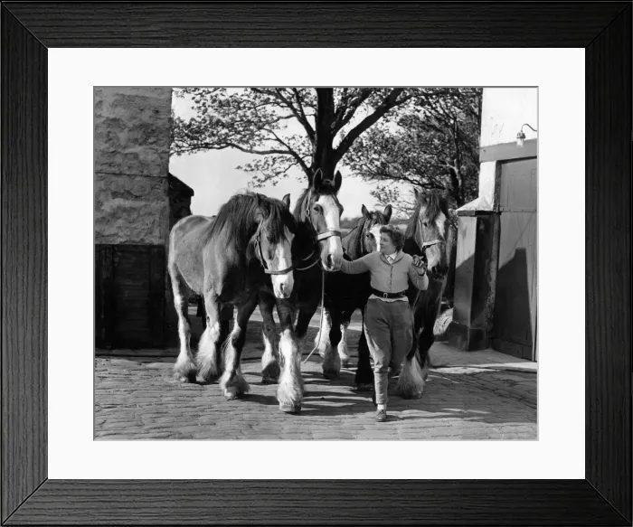 Framed Print : Some old working horses at the Northern Counties Horse Protection Society stables