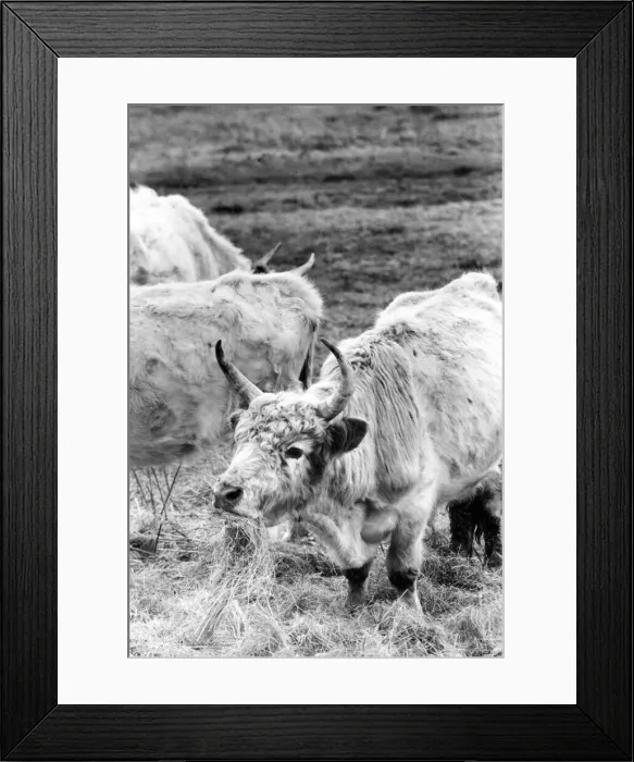 Framed Print : Chillingham cattle