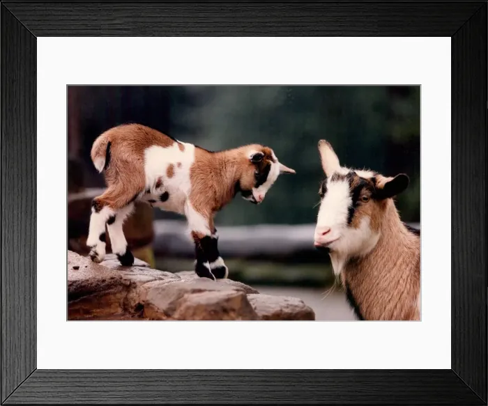 Framed Print : A goat with her kid