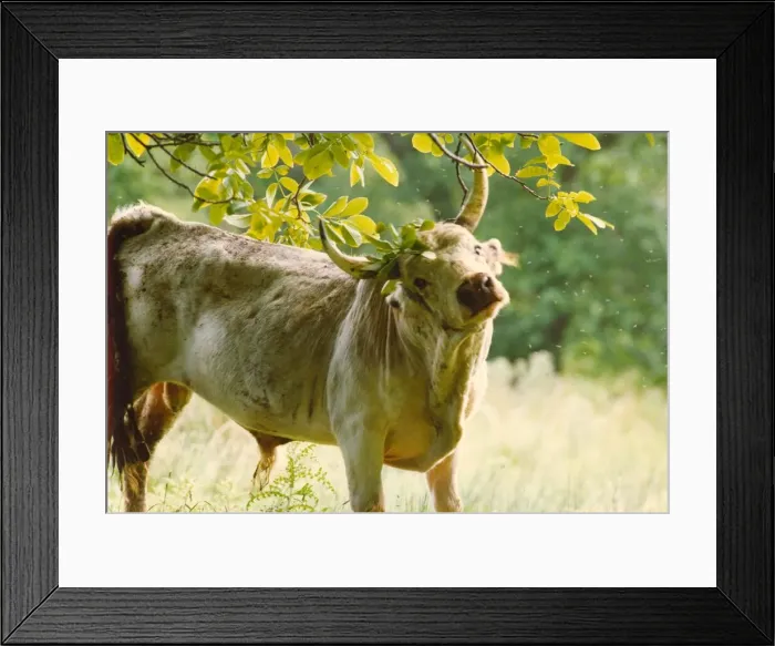 Framed Print : A stock picture of a Chillingham wild bull