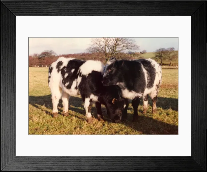 Framed Print : Two Belgium blue calves Framed Print : Two Belgium blue calves