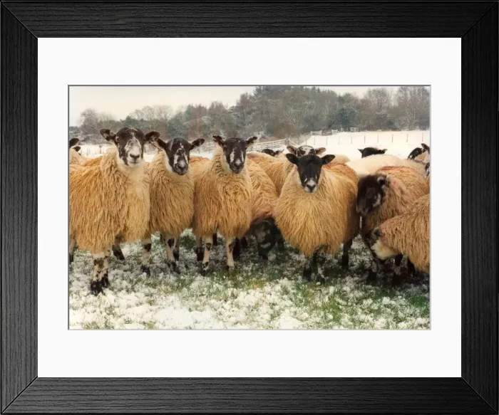 Framed Print : A flock of sheep Framed Print : A flock of sheep
