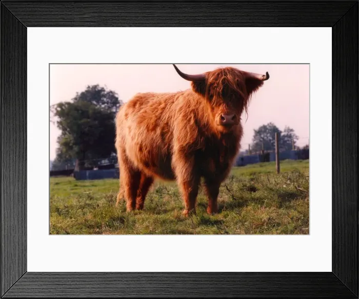 Framed Print : Highland cattle at Marlish Farm