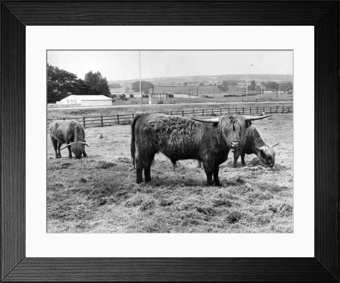 Framed Print : A herd of Highland cattle Framed Print : A herd of Highland cattle