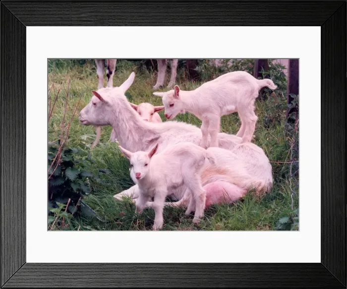 Framed Print : A nanny goat with three kids Framed Print : A nanny goat with three kids