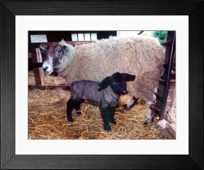 Framed Print : A mule ewe with an adopted Suffolk Lamb at Kirkley Hall Framed Print : A mule ewe with an adopted Suffolk Lamb at Kirkley Hall