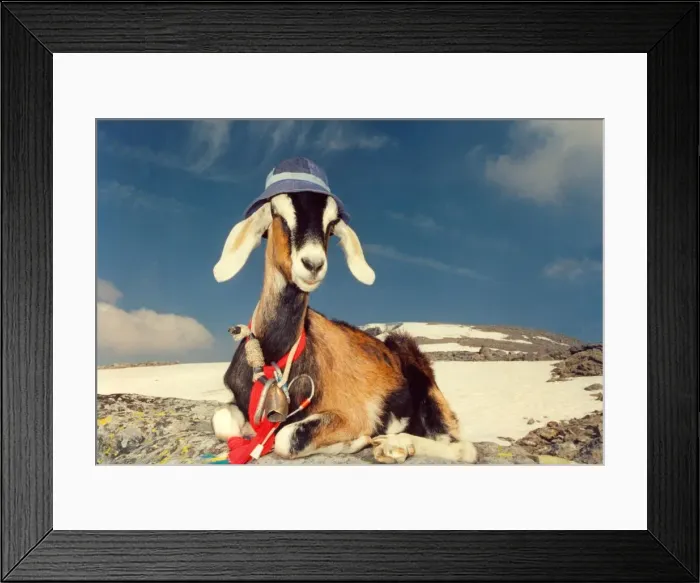 Framed Print : A goat with his hat Framed Print : A goat with his hat