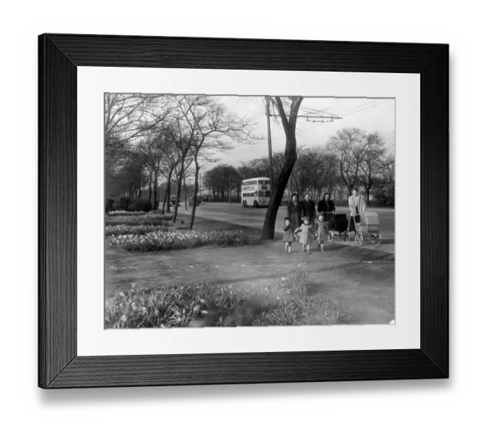 Framed Print : Daffodils are in season along the Great North Road in Newcastle in 1953 Framed Print : Daffodils are in season along the Great North Road in Newcastle in 1953