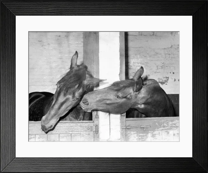 Framed Print : Brewery horses Duke and Adam sharing a joke Framed Print : Brewery horses Duke and Adam sharing a joke
