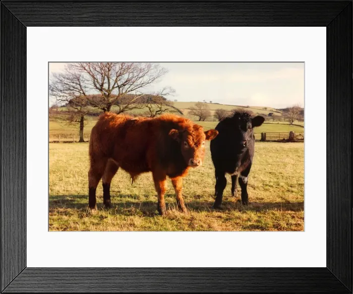 Framed Print : Tow Limousin Corss Bullocks Framed Print : Tow Limousin Corss Bullocks