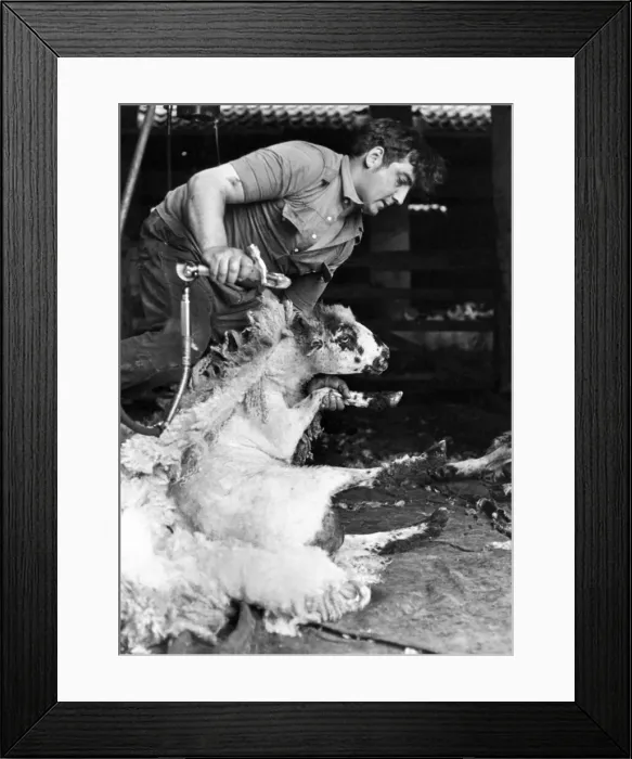 Framed Print : A sheepshearer demonstrating his skill at handling the sheep Framed Print : A sheepshearer demonstrating his skill at handling the sheep