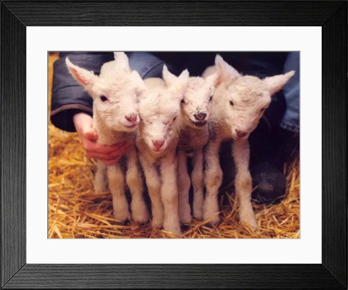 Framed Print : Four lambs born on Mothers Day at Byker City Farm Framed Print : Four lambs born on Mothers Day at Byker City Farm