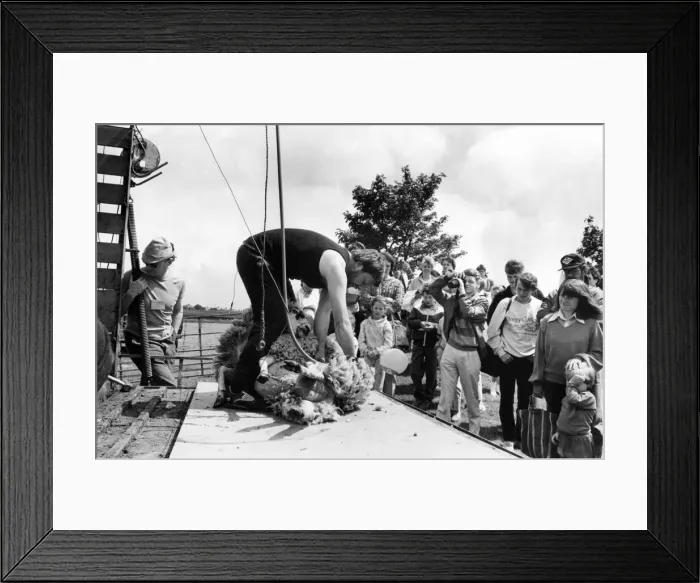 Framed Print : David James of the Northumberland College of Agriculture demonstrated his skills of Framed Print : David James of the Northumberland College of Agriculture demonstrated his skills of