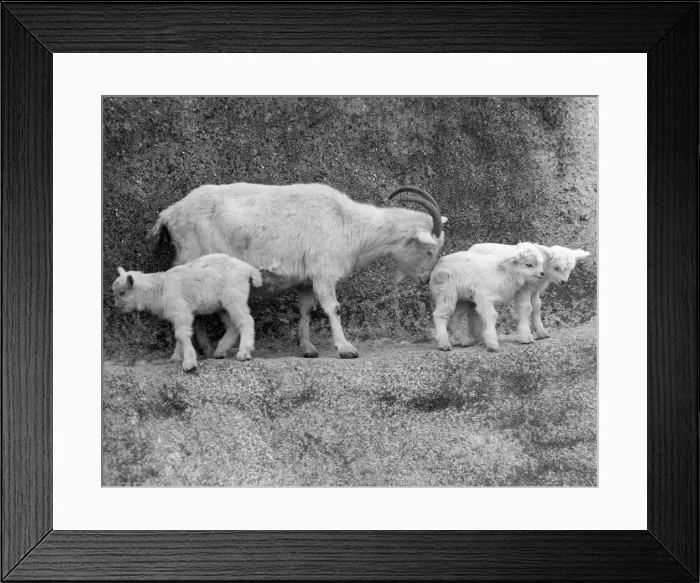 Framed Print : A mountain goat with some kids in London Zoo Framed Print : A mountain goat with some kids in London Zoo
