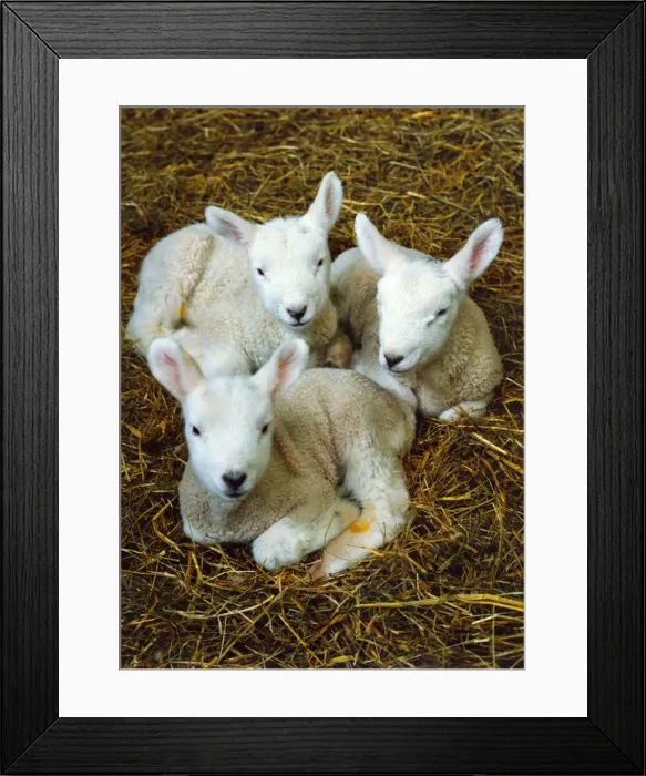 Framed Print : Three new born lambs Framed Print : Three new born lambs