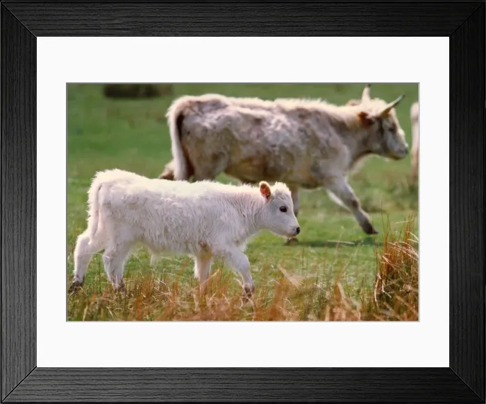Framed Print : Chillingham cattle and a new calf Framed Print : Chillingham cattle and a new calf
