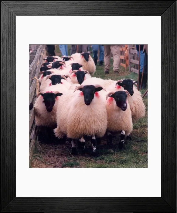 Framed Print : A flock of sheep with black faces