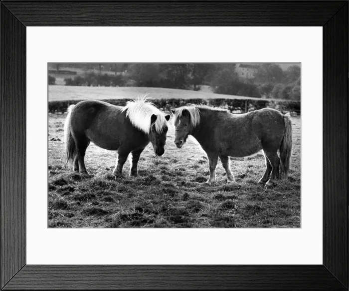 Framed Print : Two Shetland ponies in a field Framed Print : Two Shetland ponies in a field