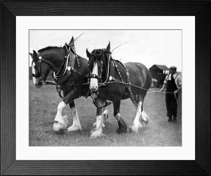 Framed Print : Two horses owned by the Nation Coal Board, Ashington which won the horses in plough