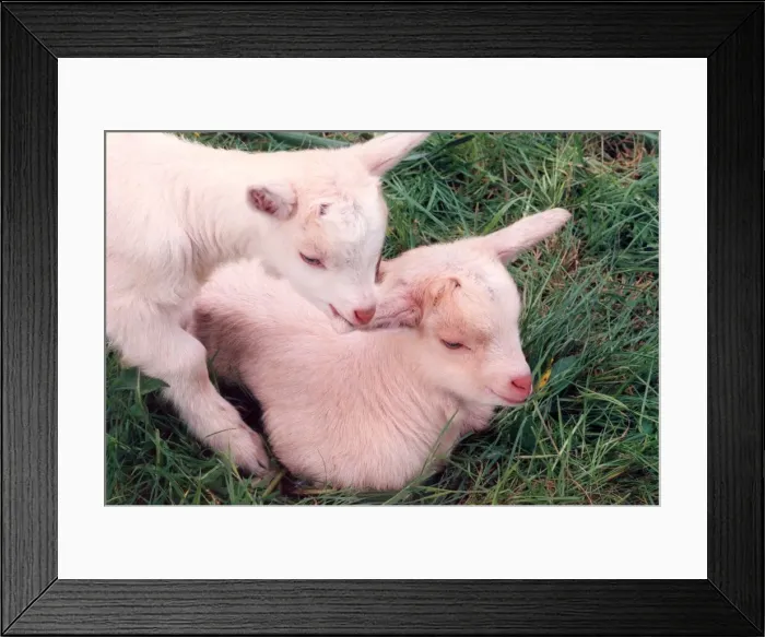 Framed Print : Two young goats (kids) Framed Print : Two young goats (kids)